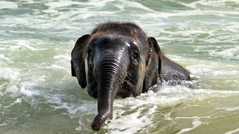 Illustration for article titled Here's an adorable baby elephant gallivanting around at the beach